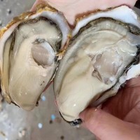 批發(fā)生蠔海鮮大個海蠣子帶殼牡蠣肉新鮮水產(chǎn)非一整箱批發(fā)